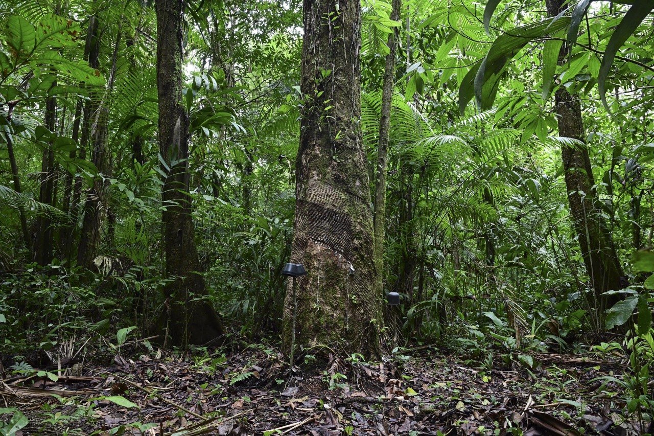 A wide angle shot of a A rubber tree (Hevea brasiliensis) in the forest during rubber extraction in the municipality of Anajas, contained in the Marajo Archipelago Environmental Protection Area, Para state, Brazil on December 6, 2024.
