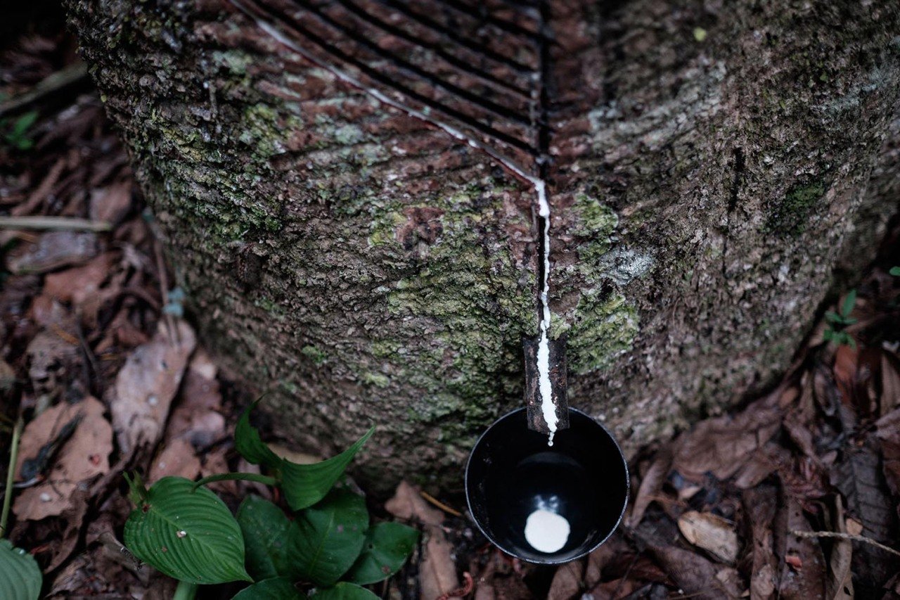 White sap drops from a rubber tree into a cup set by rubber tapper Raimundo Pereira in a forest in Xapuri, Acre State, in northwestern Brazil.