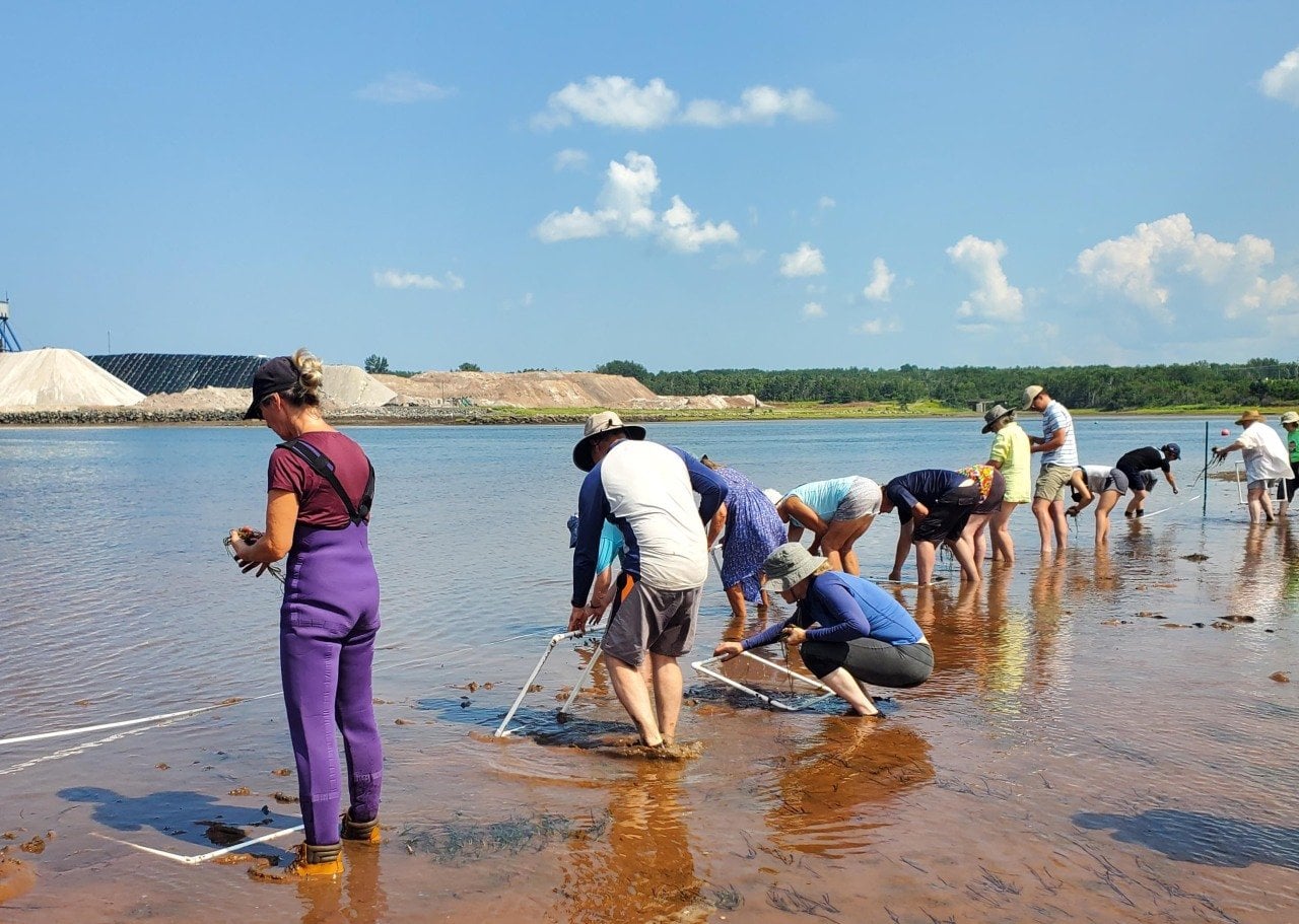 People replanting eelgrass at the Pugwash Estuary.