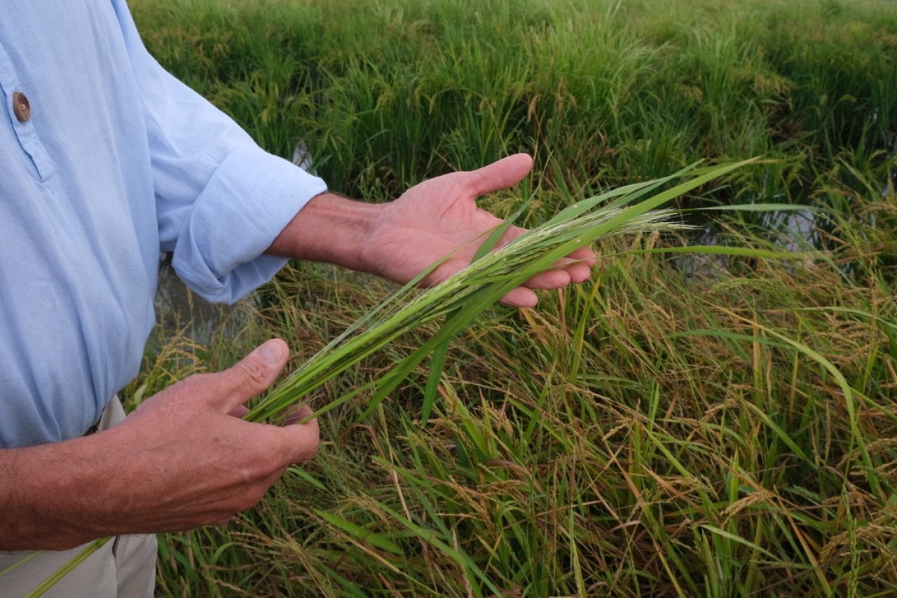 The weedy rice that grows in rice fields in the Southern U.S. whose fields have proven to be a natural host for migrating birds. 