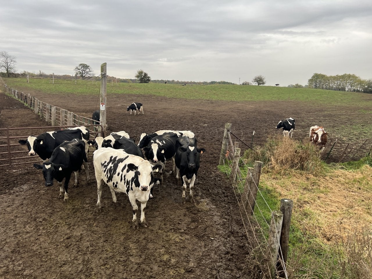 Photo of black and white cows on farm land near a gate and fence representing how cattle and other livestock eat more than 40% of the corn grown in the United States and only 12% of corn ends up as food for people or in other uses.