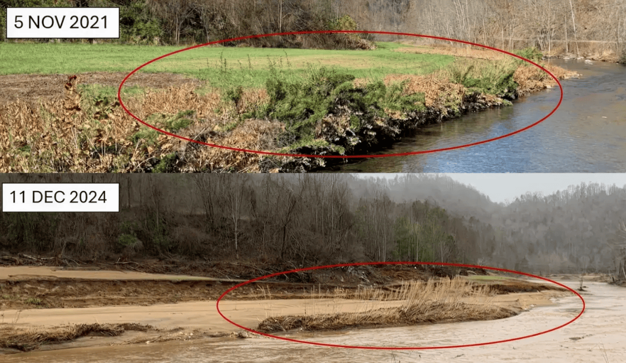 Rivercane growing along the Cane River in Yancey County, North Carolina, created an &ldquo;island&rdquo; where it held the stream bank in place during Hurricane Helene. These top photo shows the river before and the bottom photo after the storm. 