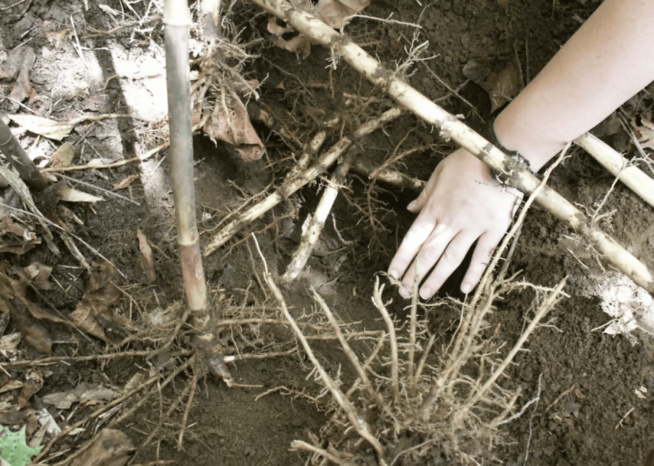 A hand touching mature patches of cane where the high density of roots and rhizomes helps keep soils in place during floods. 
