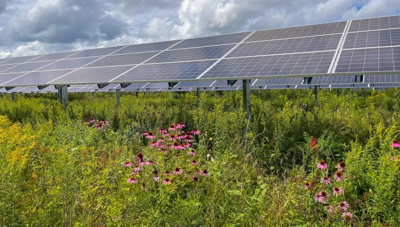 An ecovoltaic project teems with pink Echinacea flowers, which attract native pollinating species. 