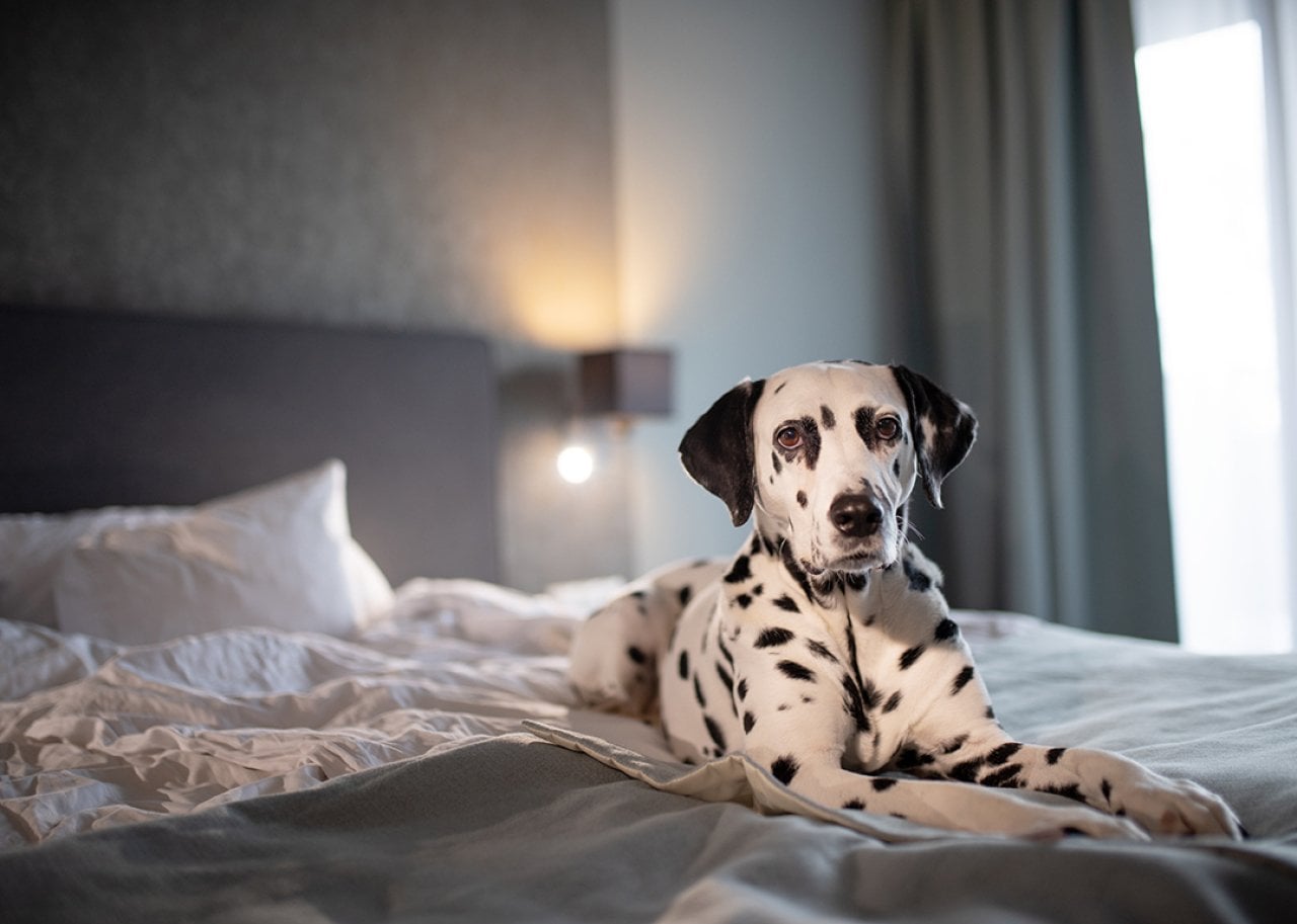 A dalmation dog on a hotel room bed.