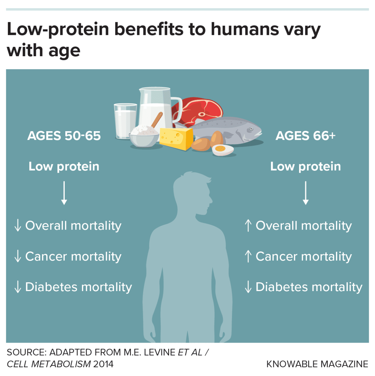 Graphic showing how protein needs vary with age, as do the effects of low-protein diets, according to observational studies of people. In adults aged 50 to 65, a lower-protein diet correlates with a reduction in deaths due to cancer, diabetes or any other cause. But in people 66 or older, the pattern changes: A low-protein diet is still linked with lower risk of death from diabetes but is associated with a higher risk of death from cancer or other causes.