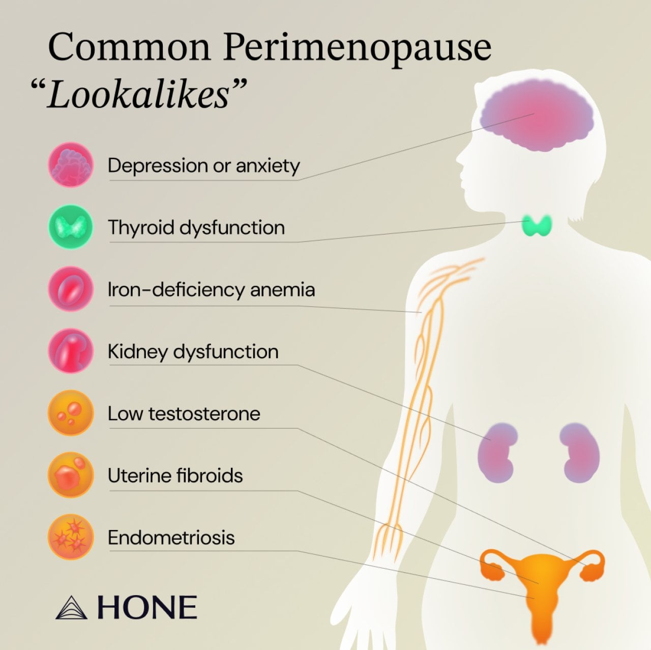 Infographic listing the common perimenopause 