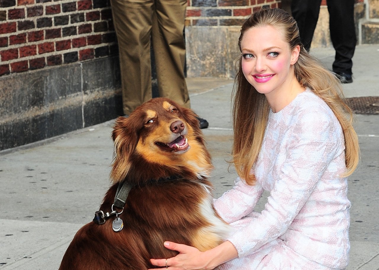 Amanda Seyfried with her dog for the 'Late Show With David Letterman' show at the Ed Sullivan Theater on July 30, 2013 in New York City.