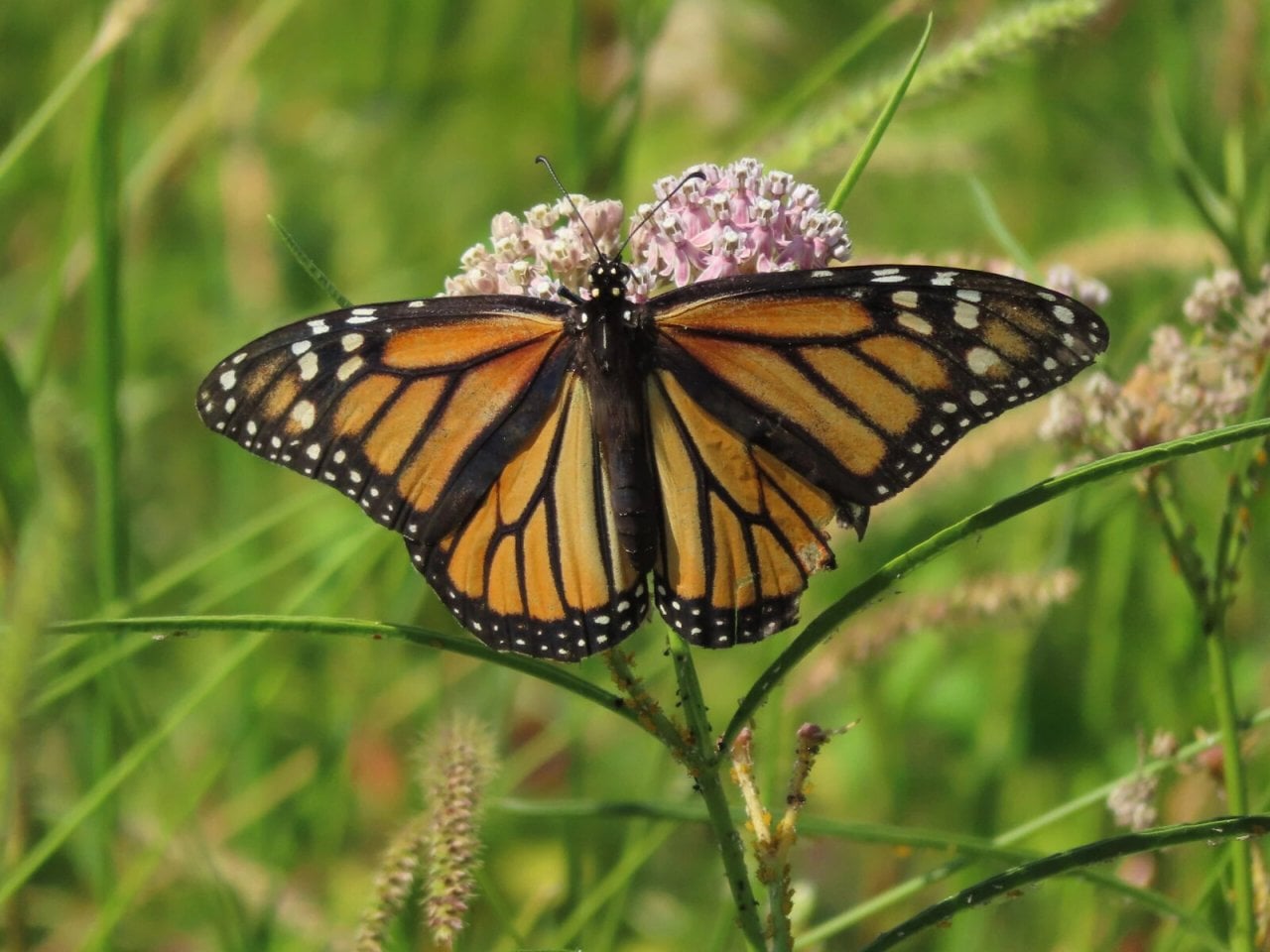 A monarch butterfly with its wings open drinks necter from a plant wiht pink flowers.