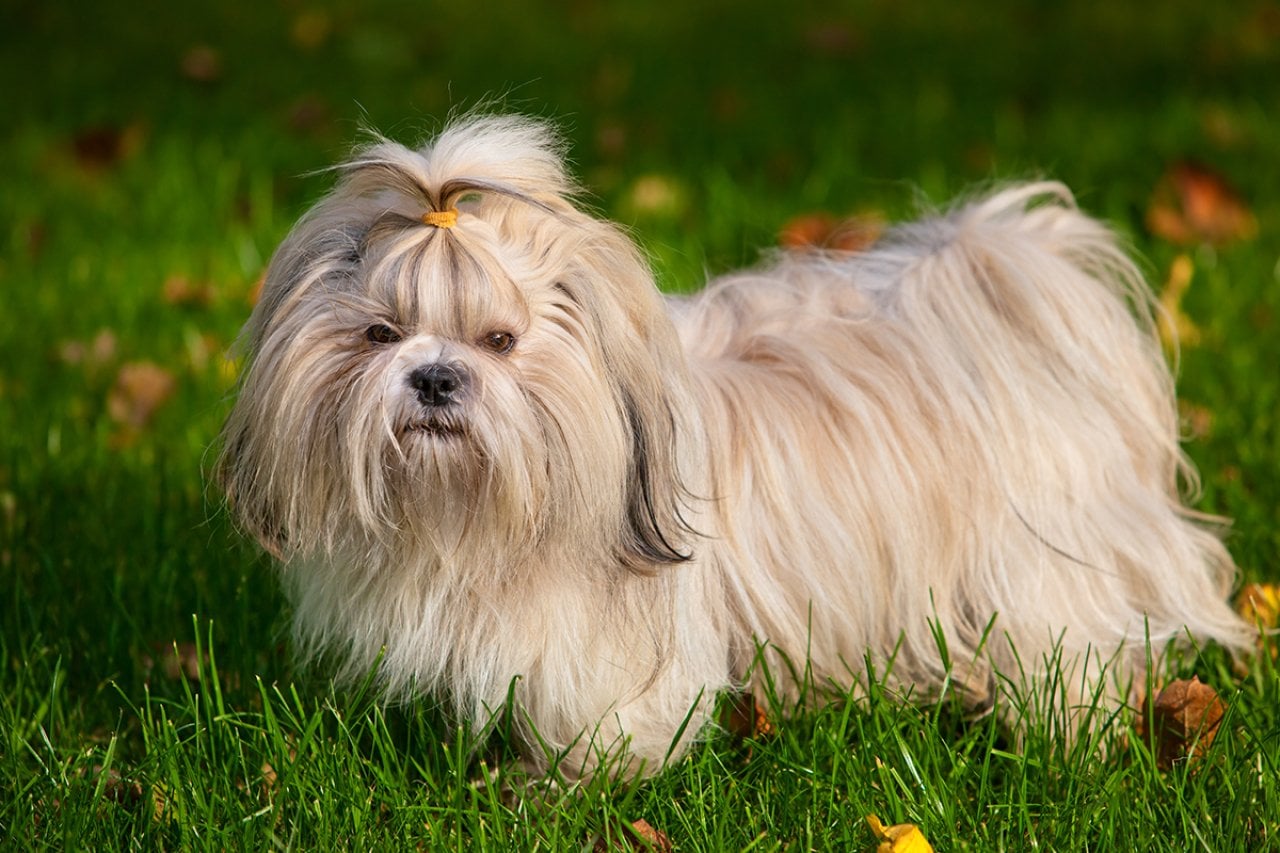 A shih tzu dog on grass.