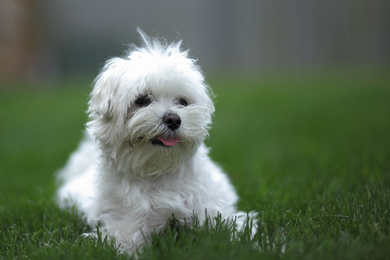 A white Bolognese dog on grass.