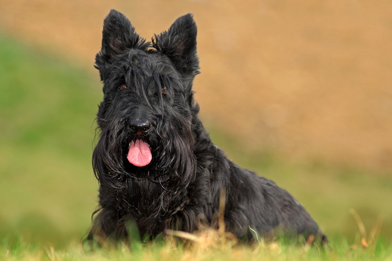 A black Scottish Terrier Dog with its tongue stuck out while sitting on grass.