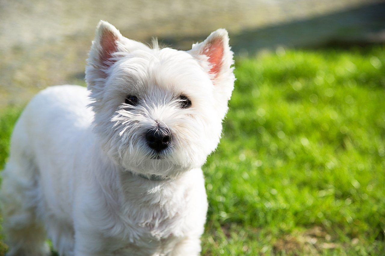 A white West Highland Terrier dog.