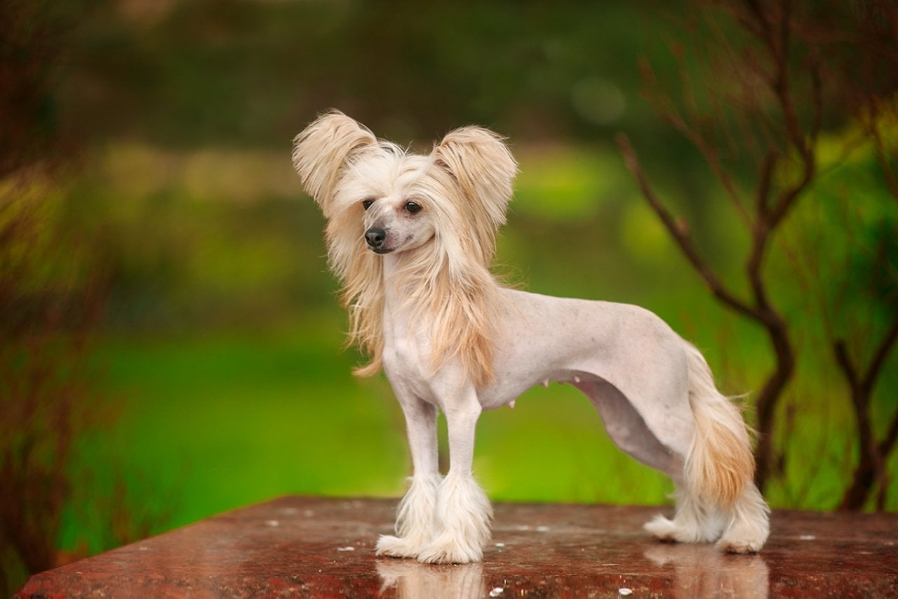 A Chinese Crested dog in a park.