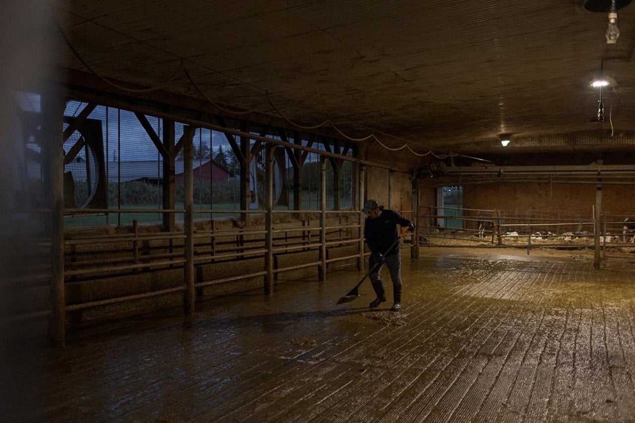 Nicolas cleans the barn at the end of a milking shift in the evening.