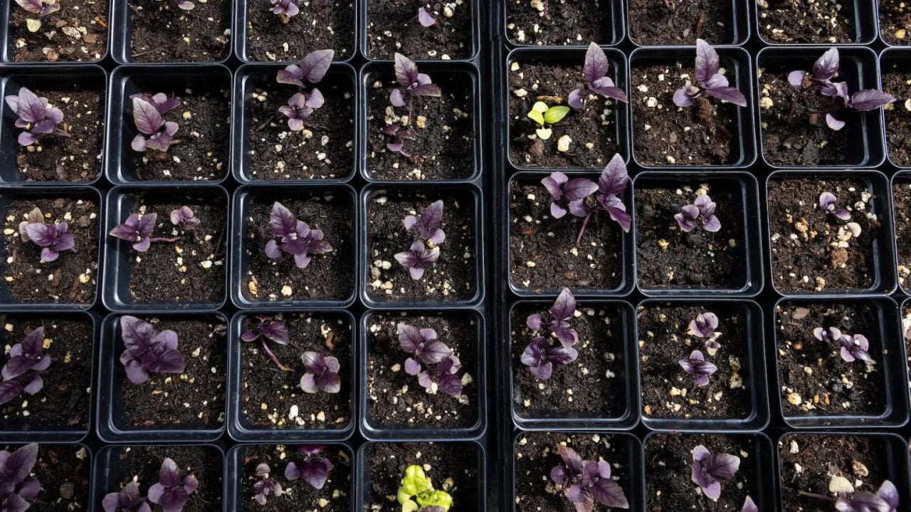A view of 35 dark purple seedlings and two green ones in small square black nursery propagation cups at the Kilbourn Park annual plant sale.