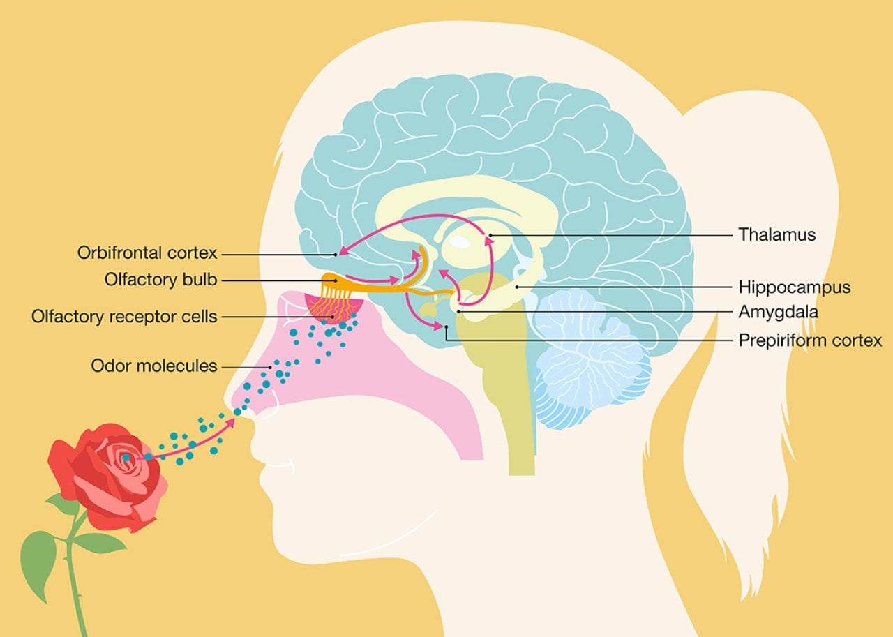 An illustration of the human olfactory system, detailing how the brain processes scent from odor molecules to cognitive perception.