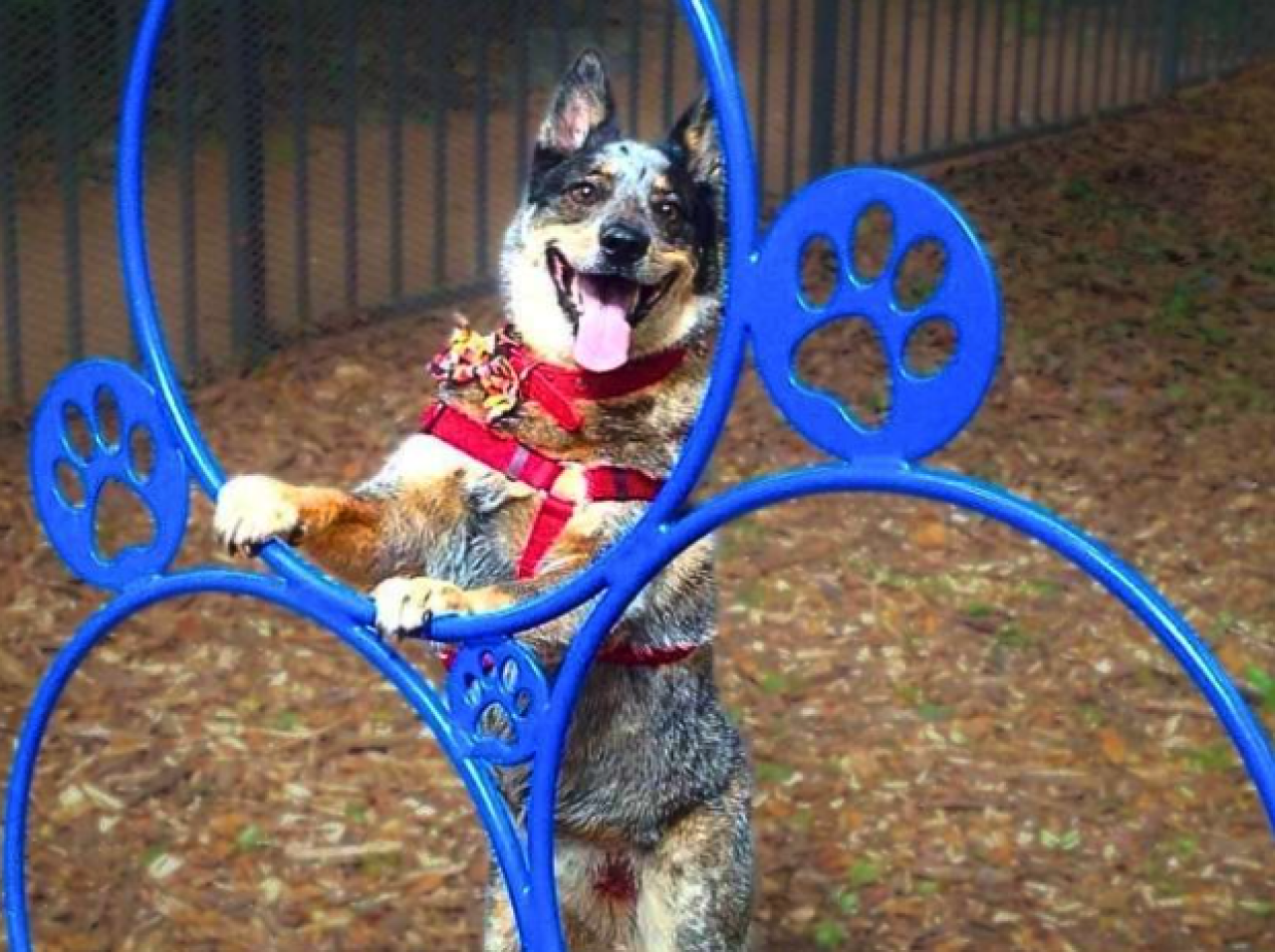 Bobo, an Australian cattle dog, happily poses on a blue paw print obstacle course in Austin, Texas.