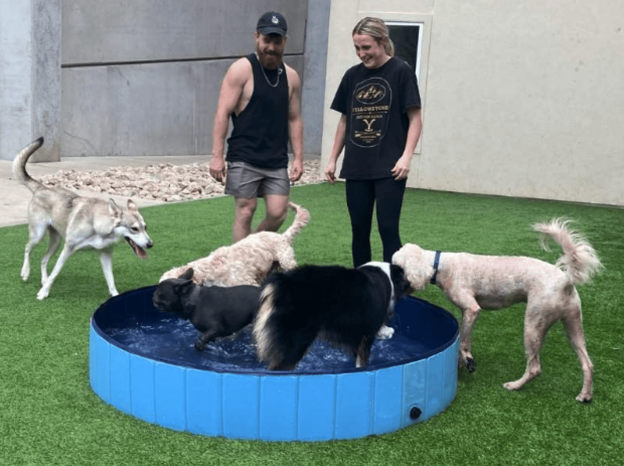 Two adults watch four dogs splash and play in a blue kiddie pool in Dallas, Texas.