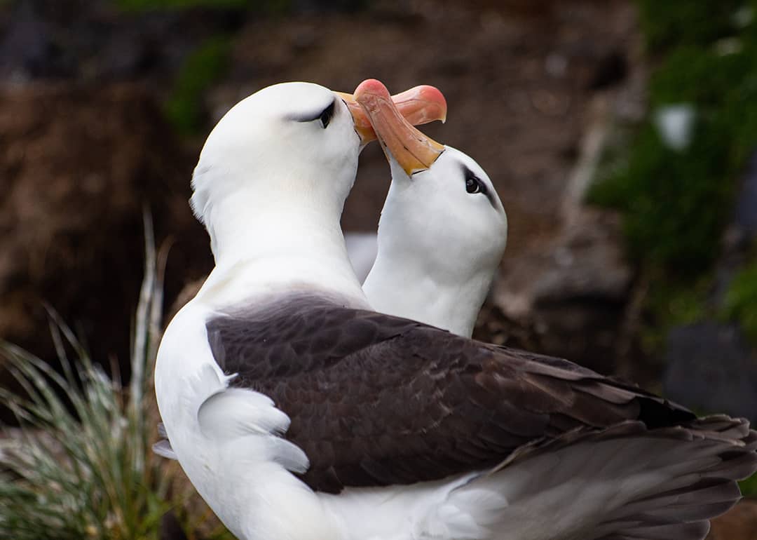 A pair of beautiful black-browed albatrosses.