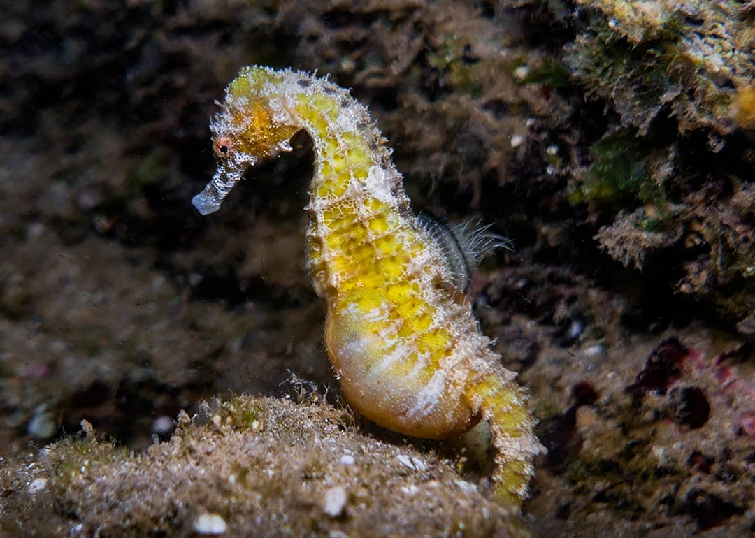 A pregnant male seahorse under water.