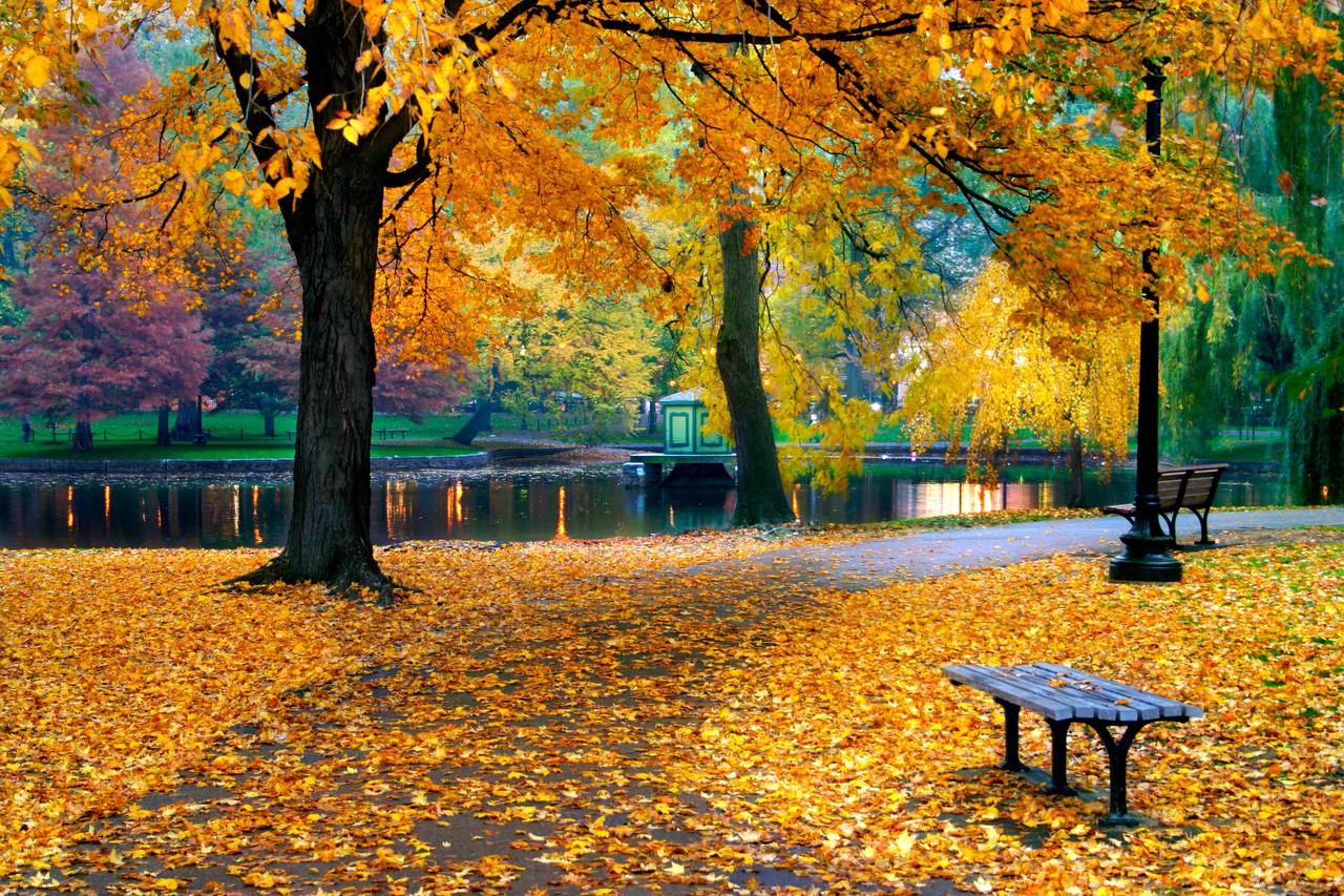 A vibrant autumn foliage at the Boston Public Garden in Massachusetts, USA.