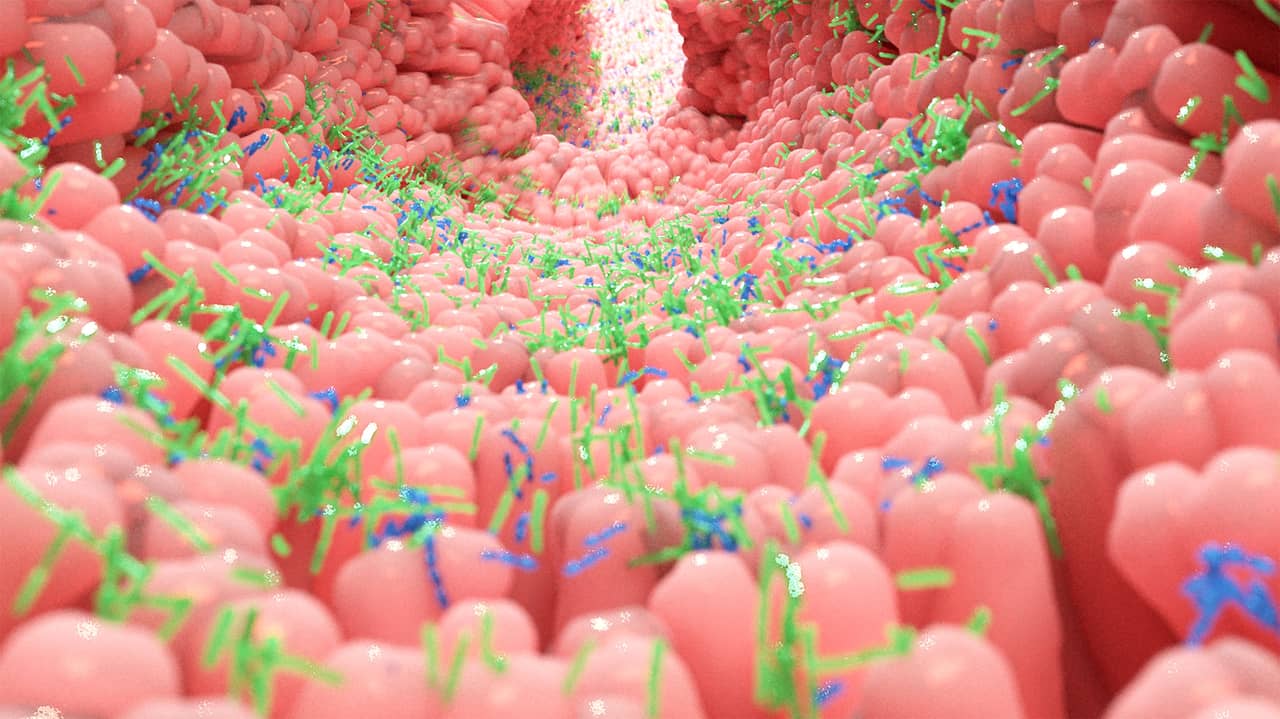 A 3D illustration of the internal folds and lining of the human intestine populated with rod-shaped microscopic organisms.