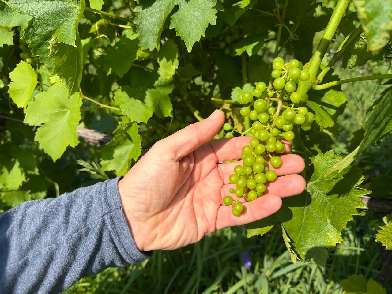Andy Fles, vineyard manager for Shady Lane Cellars in Suttons Bay, Michigan, shows off young muscat grapes in the “buckshot berry stage” of fruit development.
