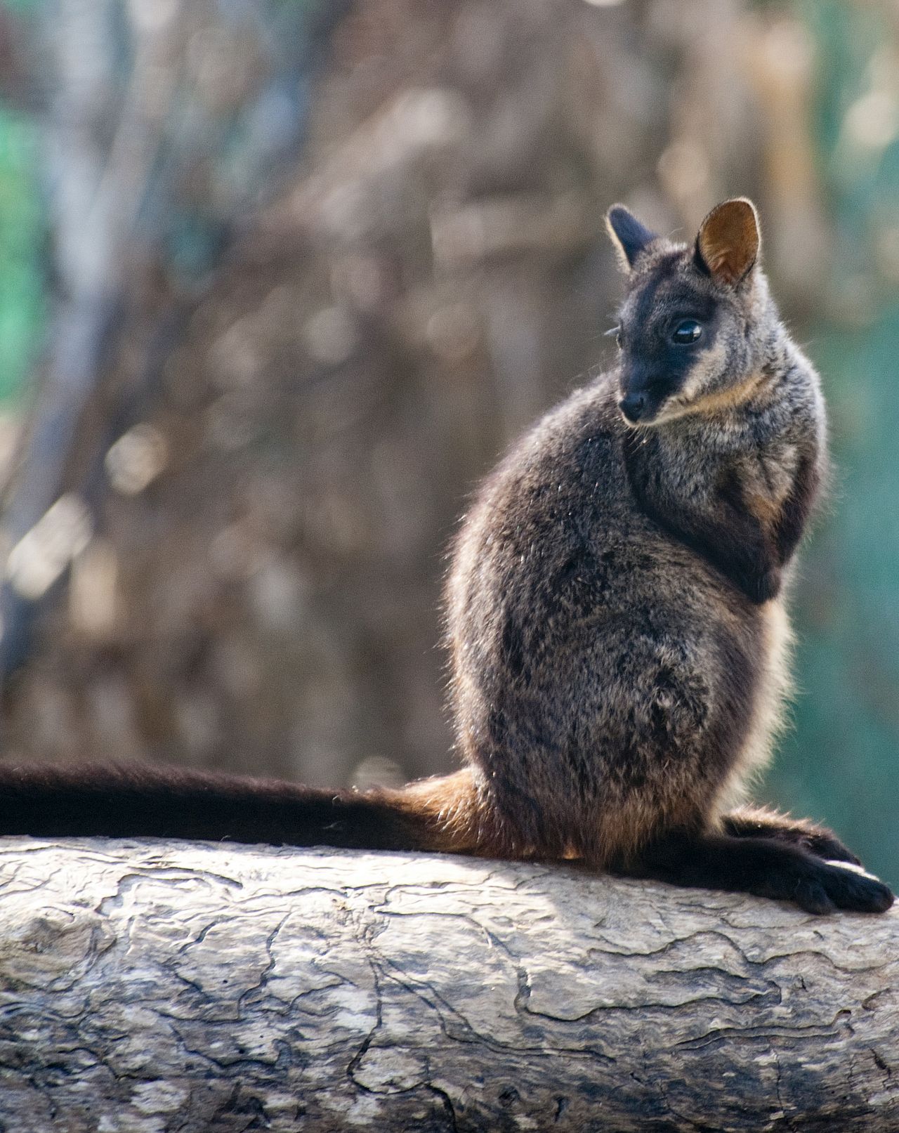 A southern brush-tailed rock wallaby, an endangered animal, is the official mammal emblem of Canberra.