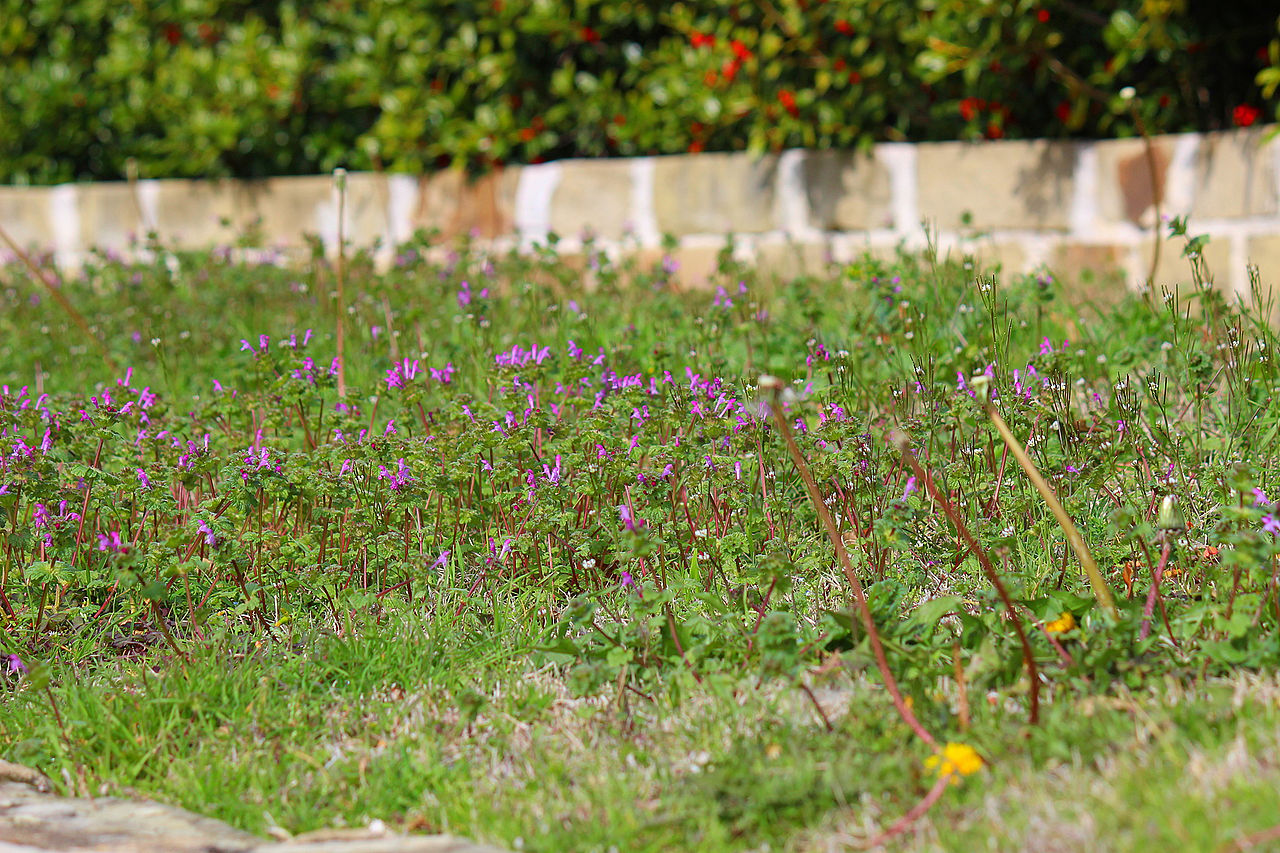 Henbit weeds in a yard.