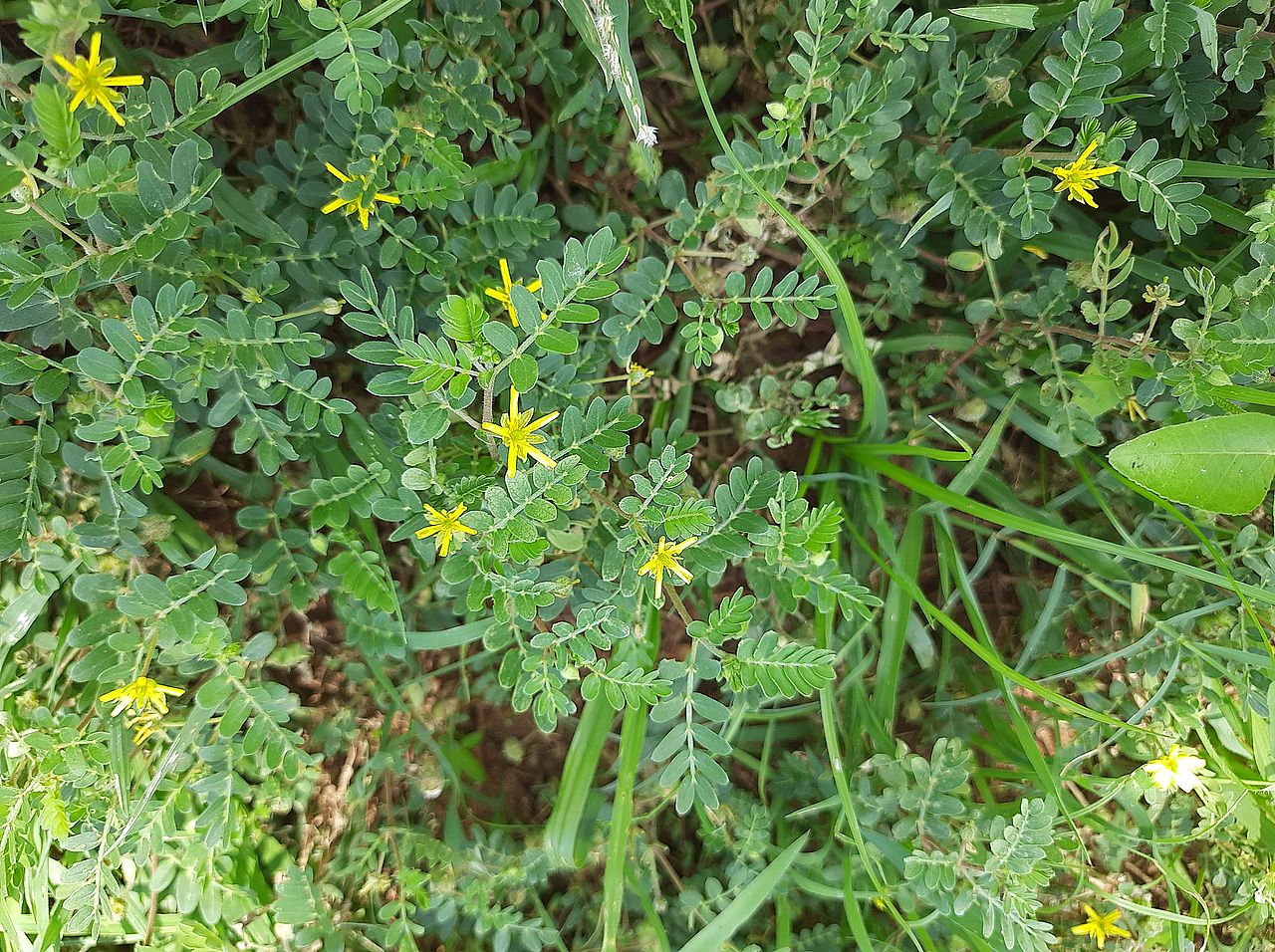 A view of goathead weeds among other grass plants.