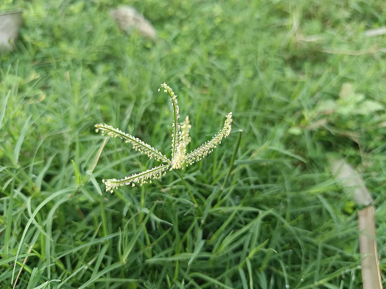 Close up on a blooming goosegrass