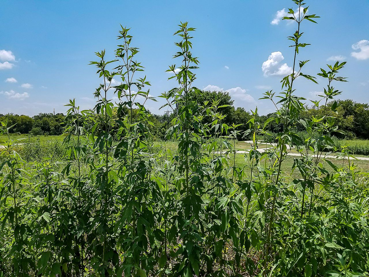 Tall ragweeds on a field
