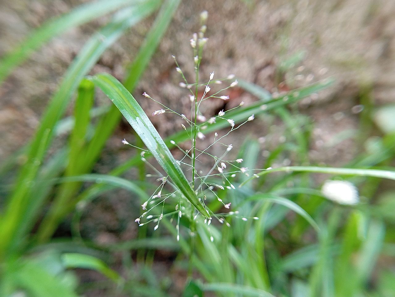 Close up on a poa annua plant