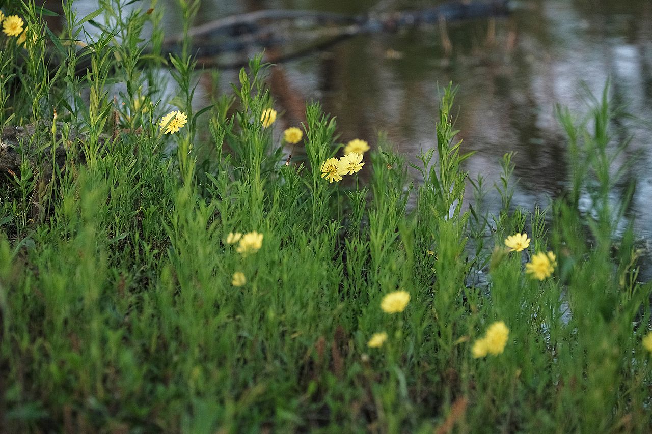 Texas dandelions by a pond