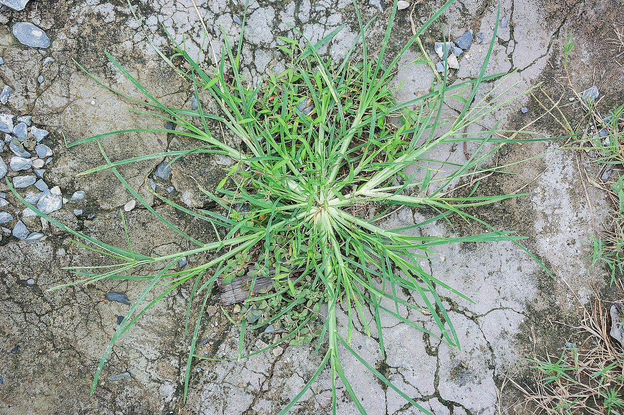 A clump of crabgrass on dried soil.