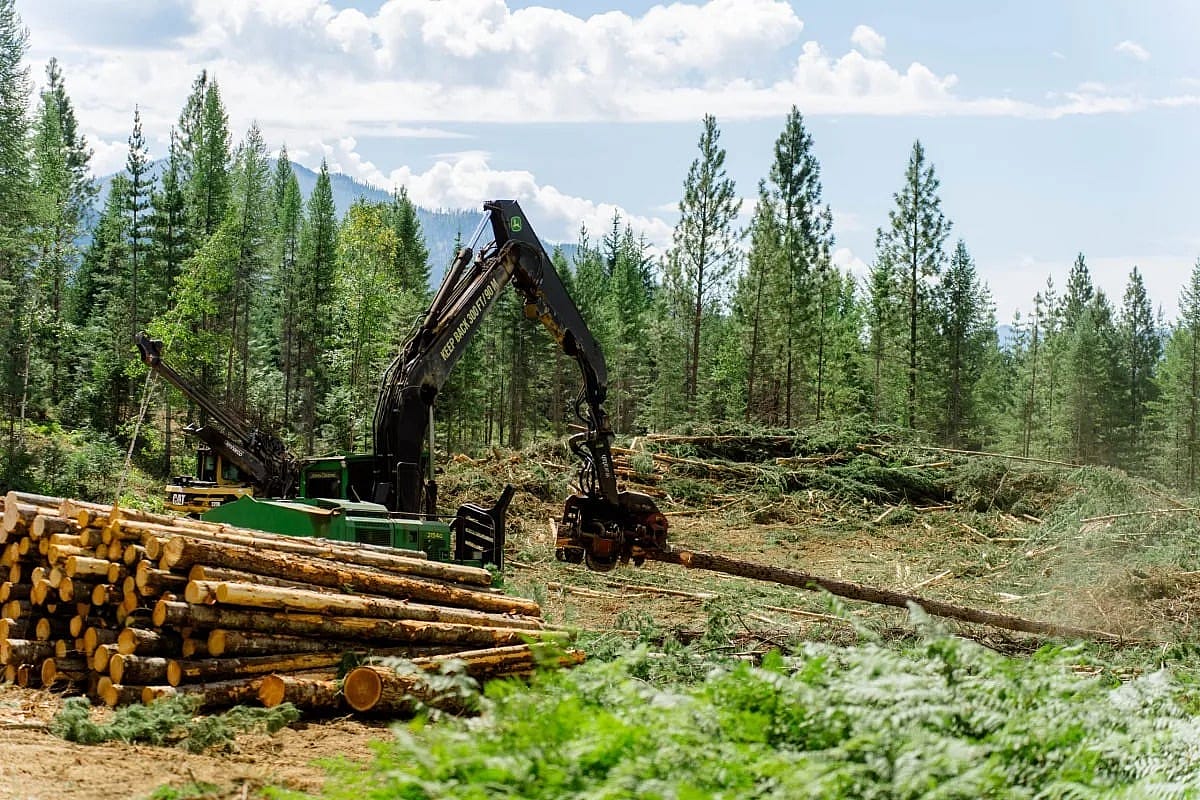 A Vincent Logging site in August 2025 during a trip to see the forest areas that Bruce Vincent is working to manage for grizzlies.