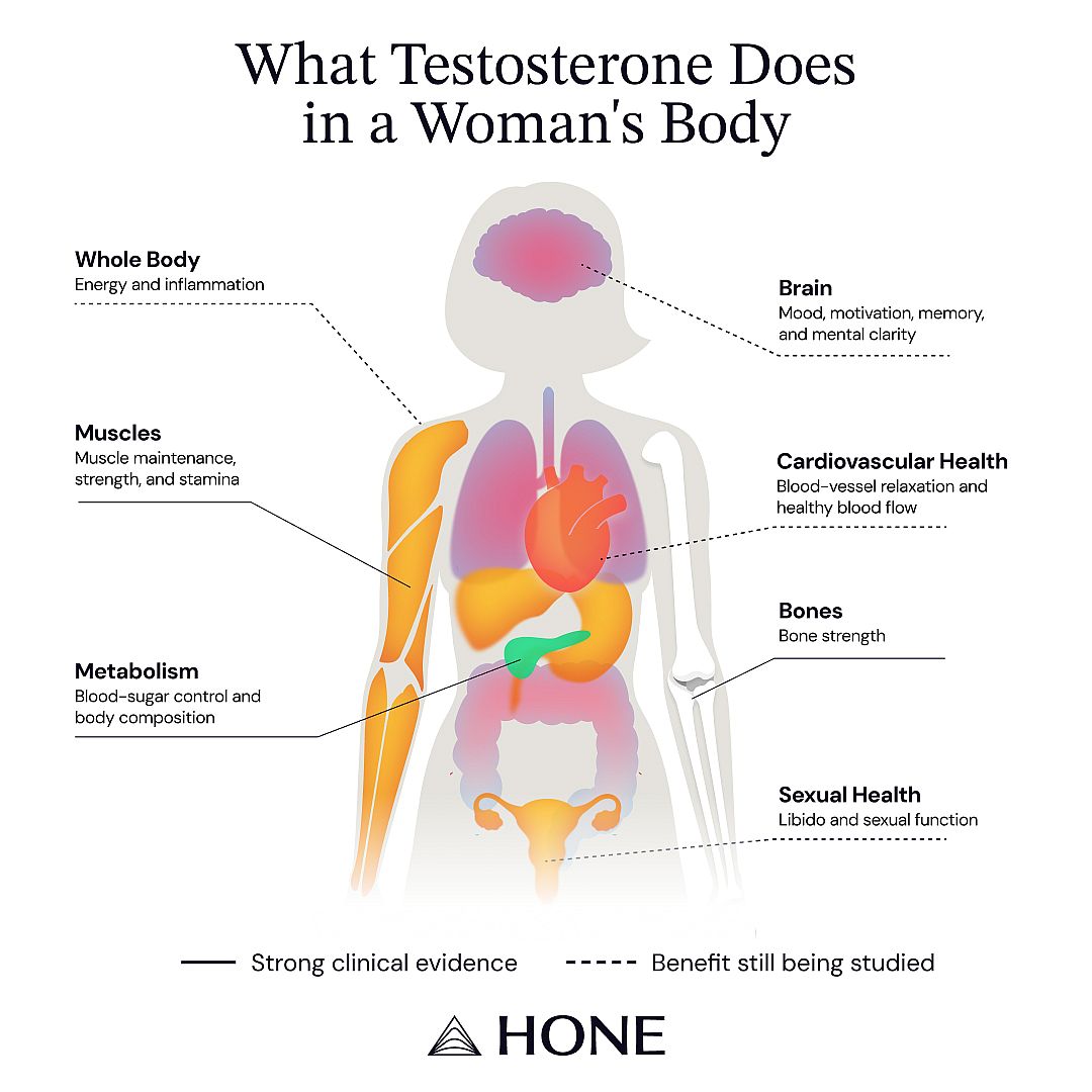 An anatomy illustration showing what testosterone does in a woman's body.