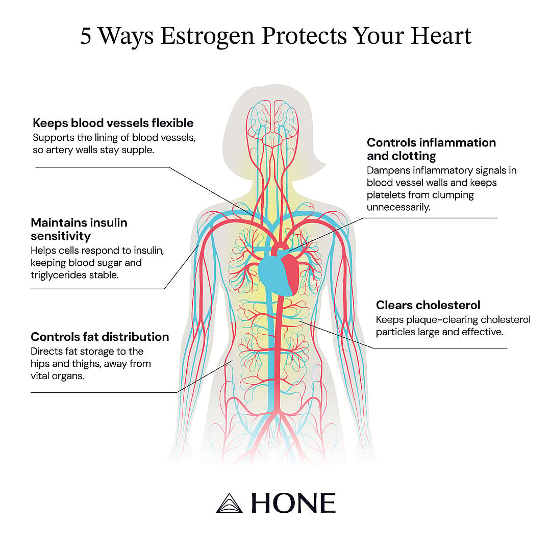 A visual chart of a woman's body showing the different ways estrogen protects the heart.