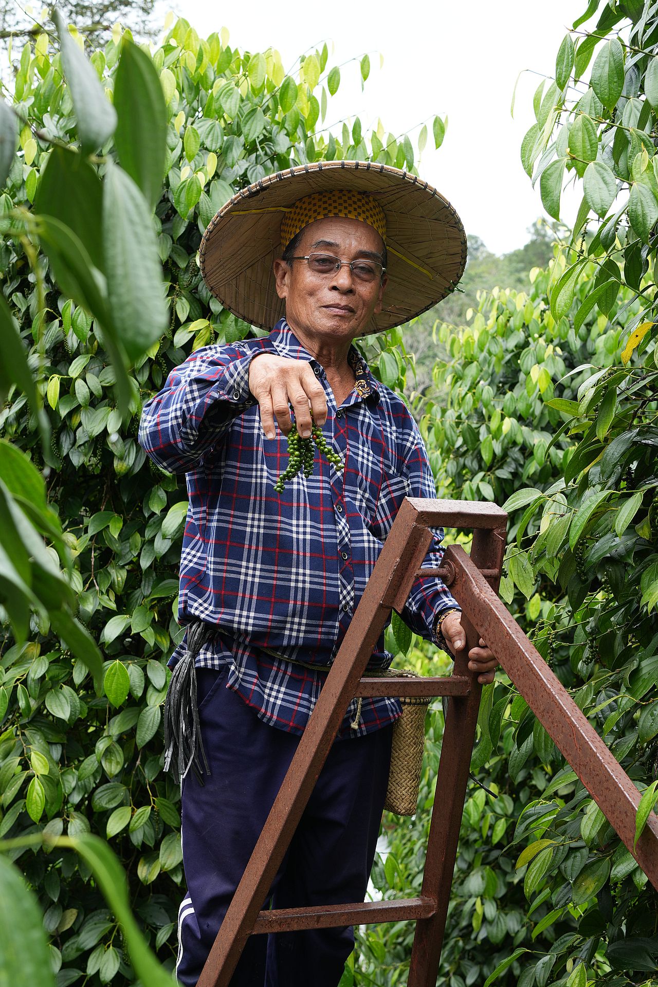 Segan Anak Jubin tends the pepper vines he has cultivated for decades, drawing on knowledge built through years of experience.