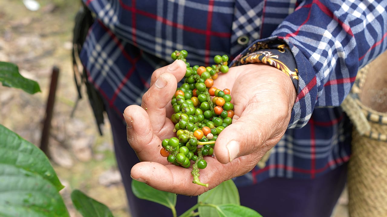 Freshly picked pepper berries mark the beginning of the journey from the vine to black or white Sarawak Pepper.