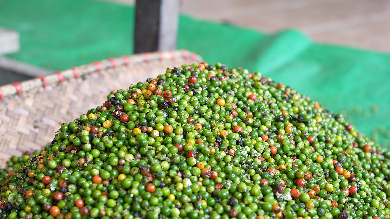 Newly harvested pepper berries are gathered before post-harvest handling and processing begin.