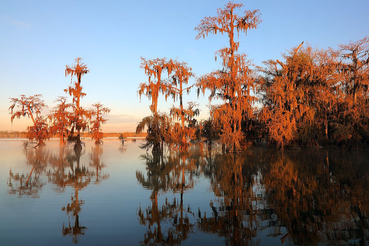 Cypress trees in Lake Martin in Lafayette, Louisiana.