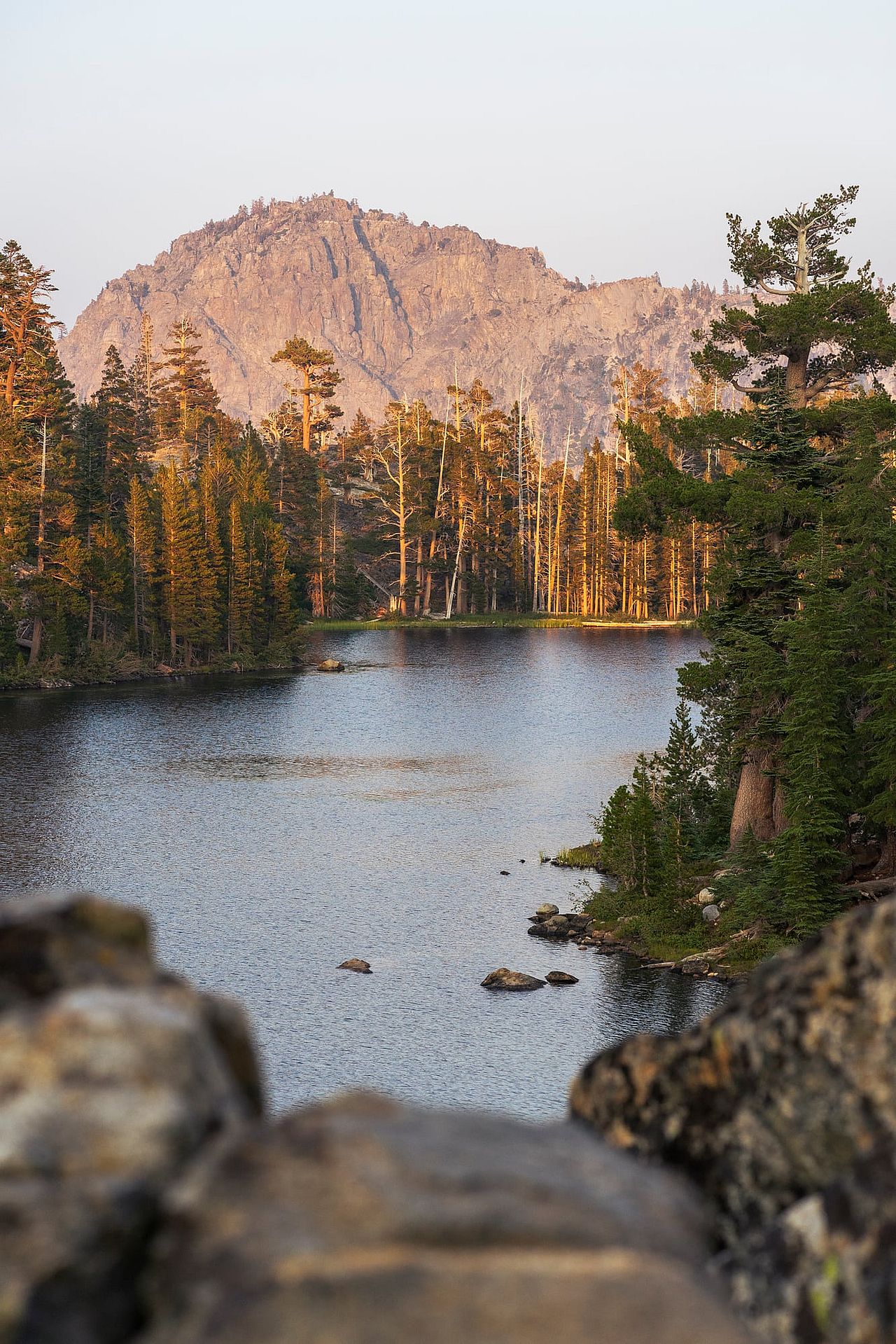 View of Lake Tahoe nestled among pine trees in California.