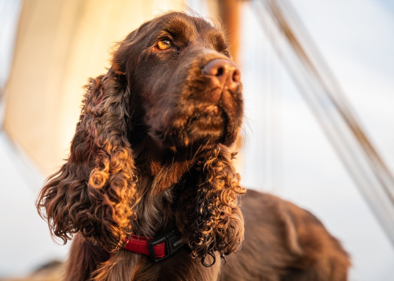 Sussex spaniel portrait on a yacht during sunset.
