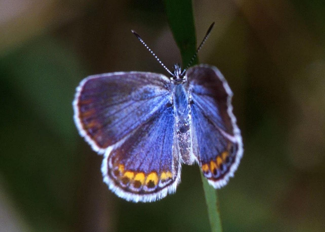 Answer: New Hampshire state insect