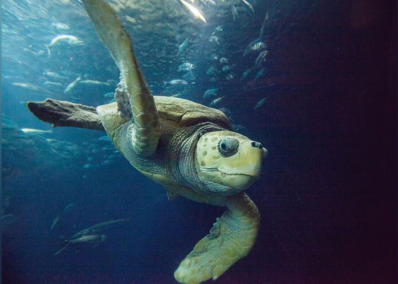#17. South Carolina Aquarium