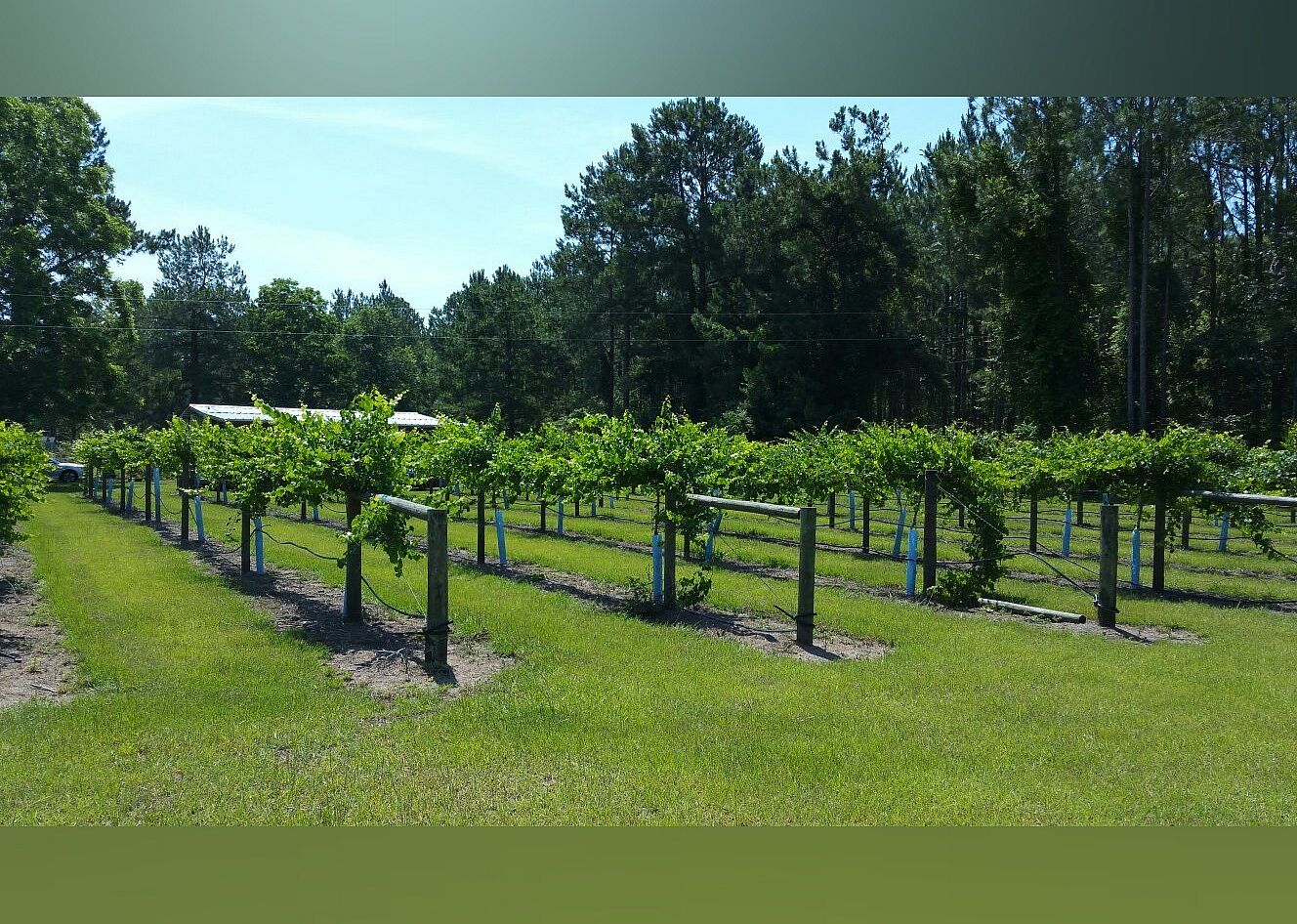 #17. Bluefield Estate Winery