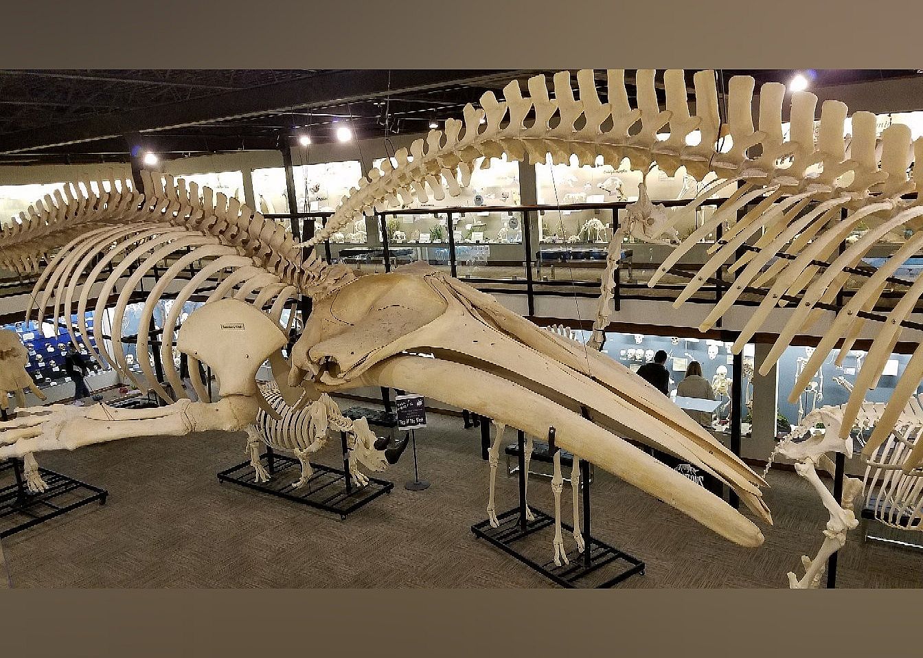 #2. SKELETONS: Museum of Osteology