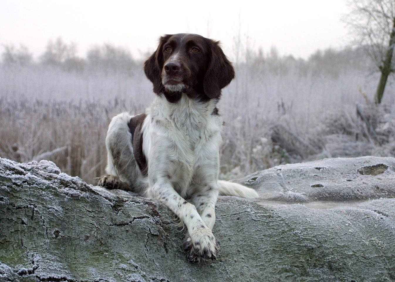 Small Munsterlander pointer